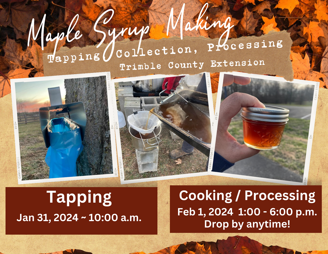 maple tapping images
