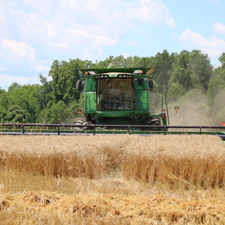  combine in wheat field